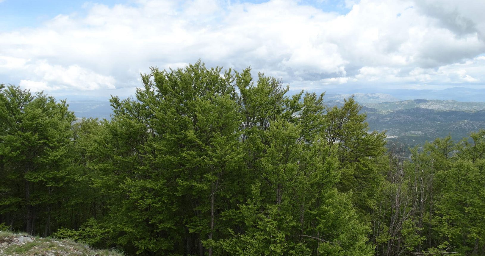 Green trees in Lovcen National Park