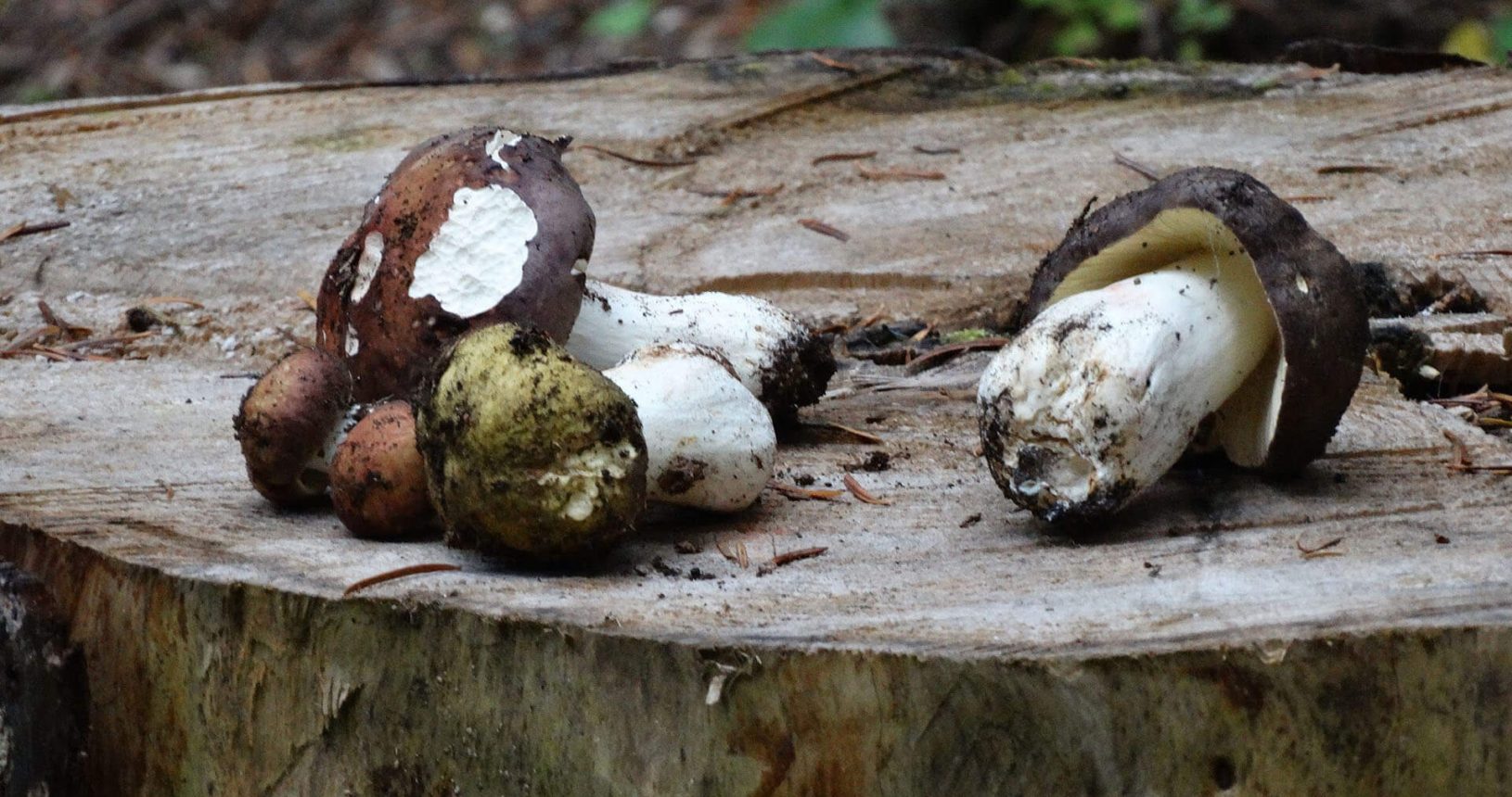 Gathering mushrooms in National Park Durmitor