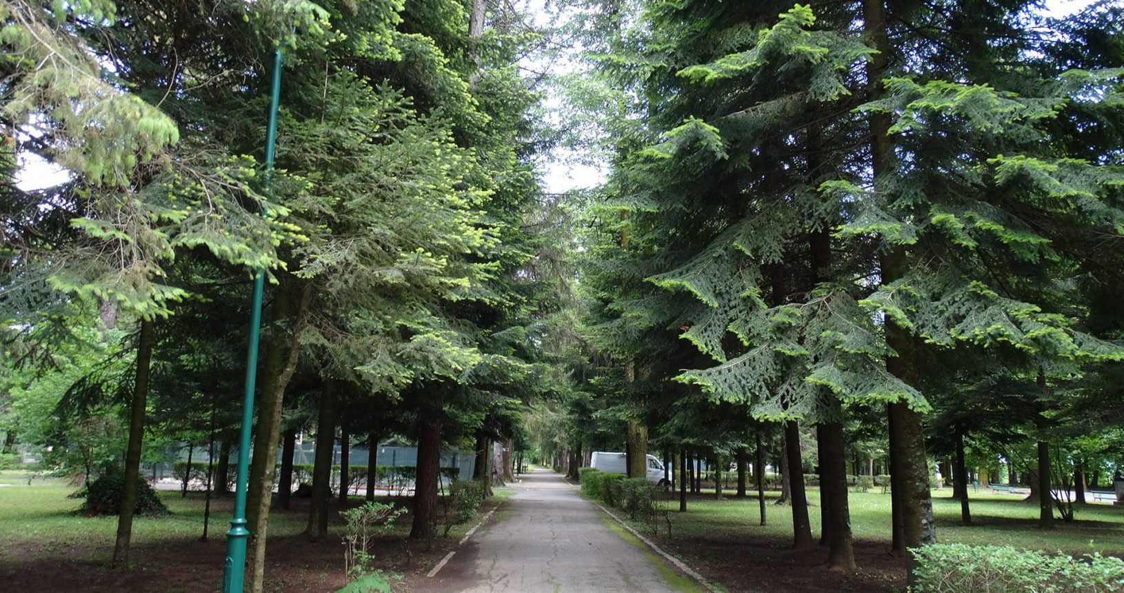 Huge green trees in Cetinje
