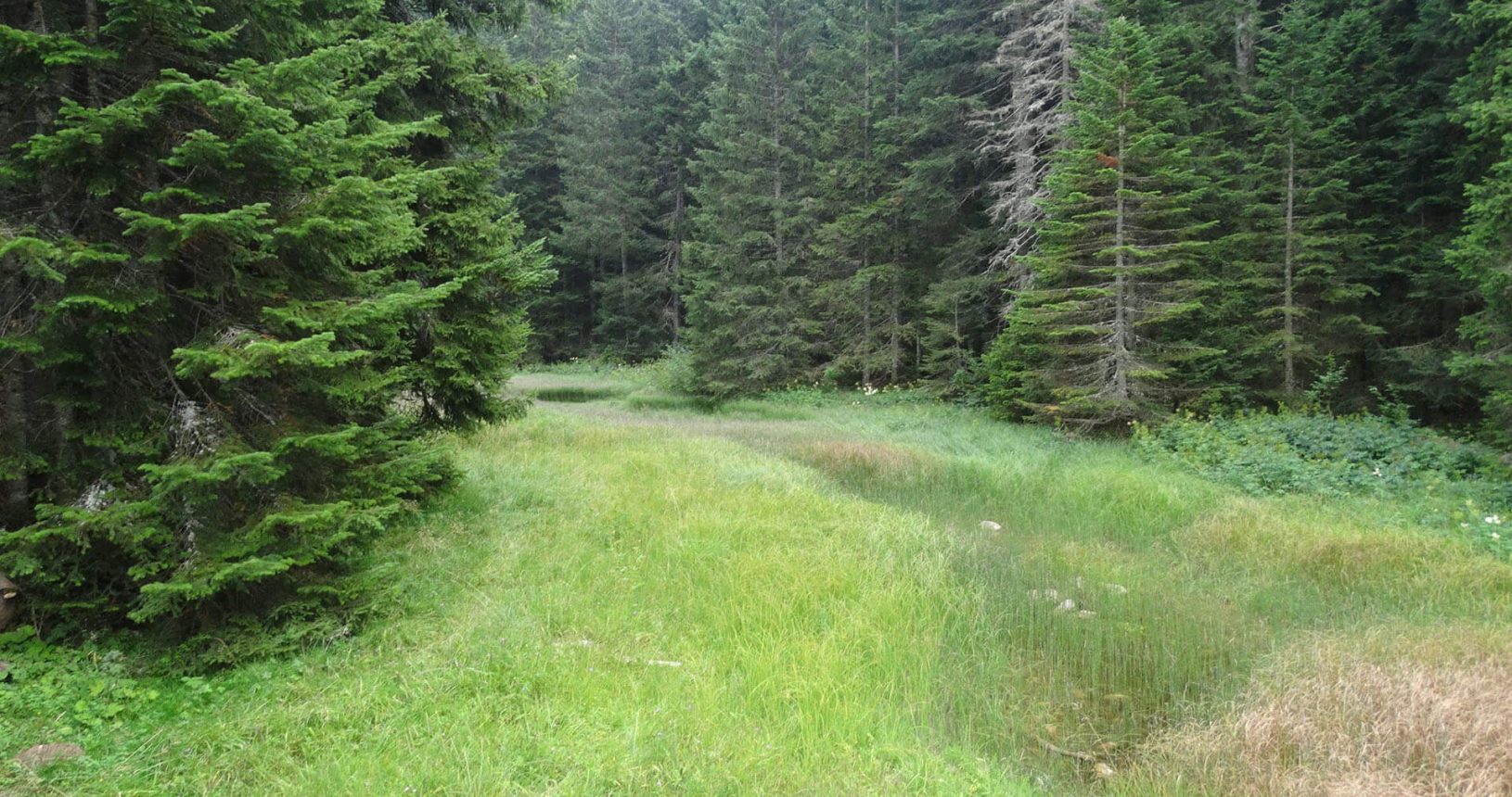 National Park Durmitor beautiful forest