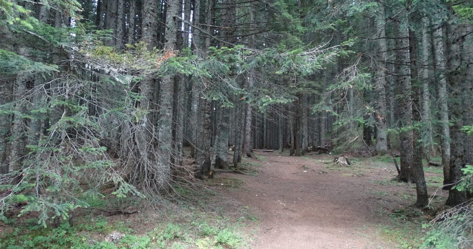 National Park Durmitor gorgeous coniferous trees
