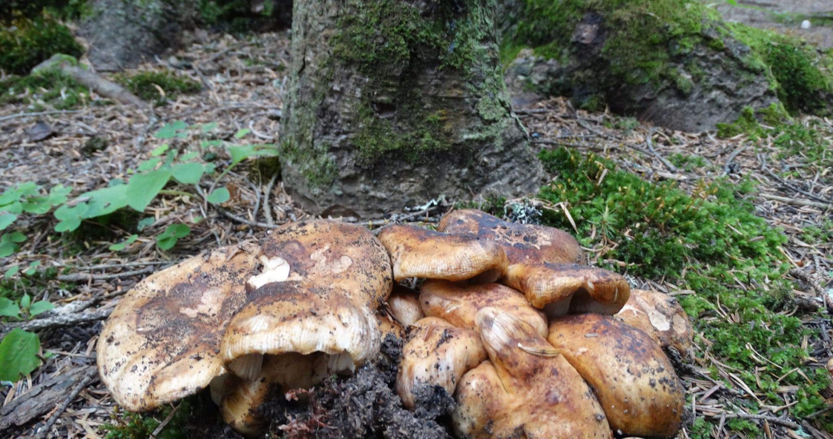 National Park Durmitor huge mushrooms