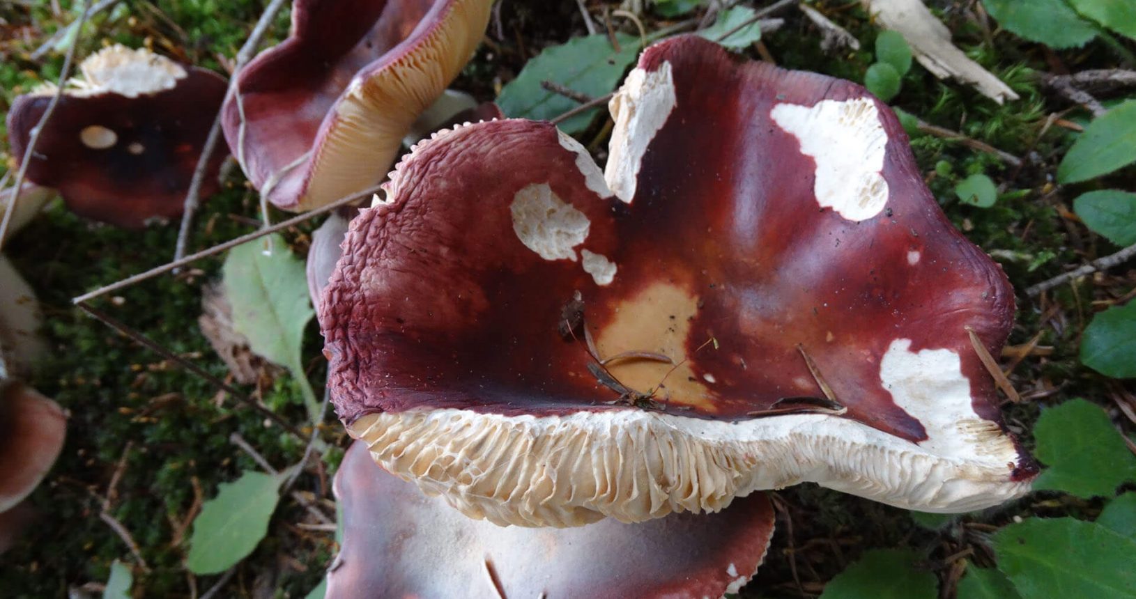 National Park Durmitor mushrooms