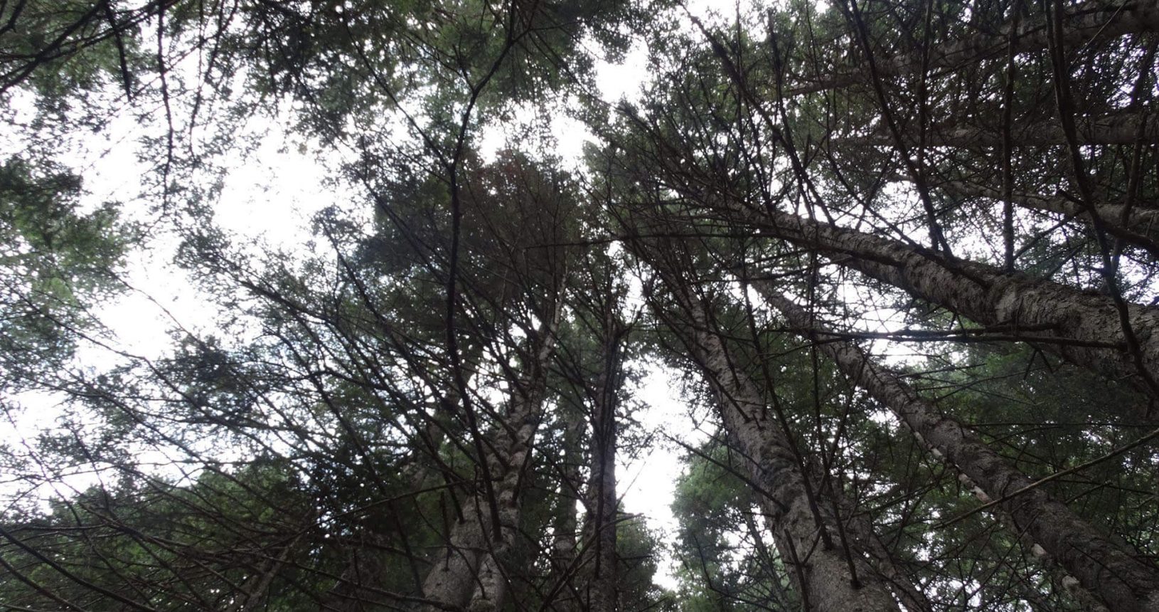 National Park Durmitor tall trees