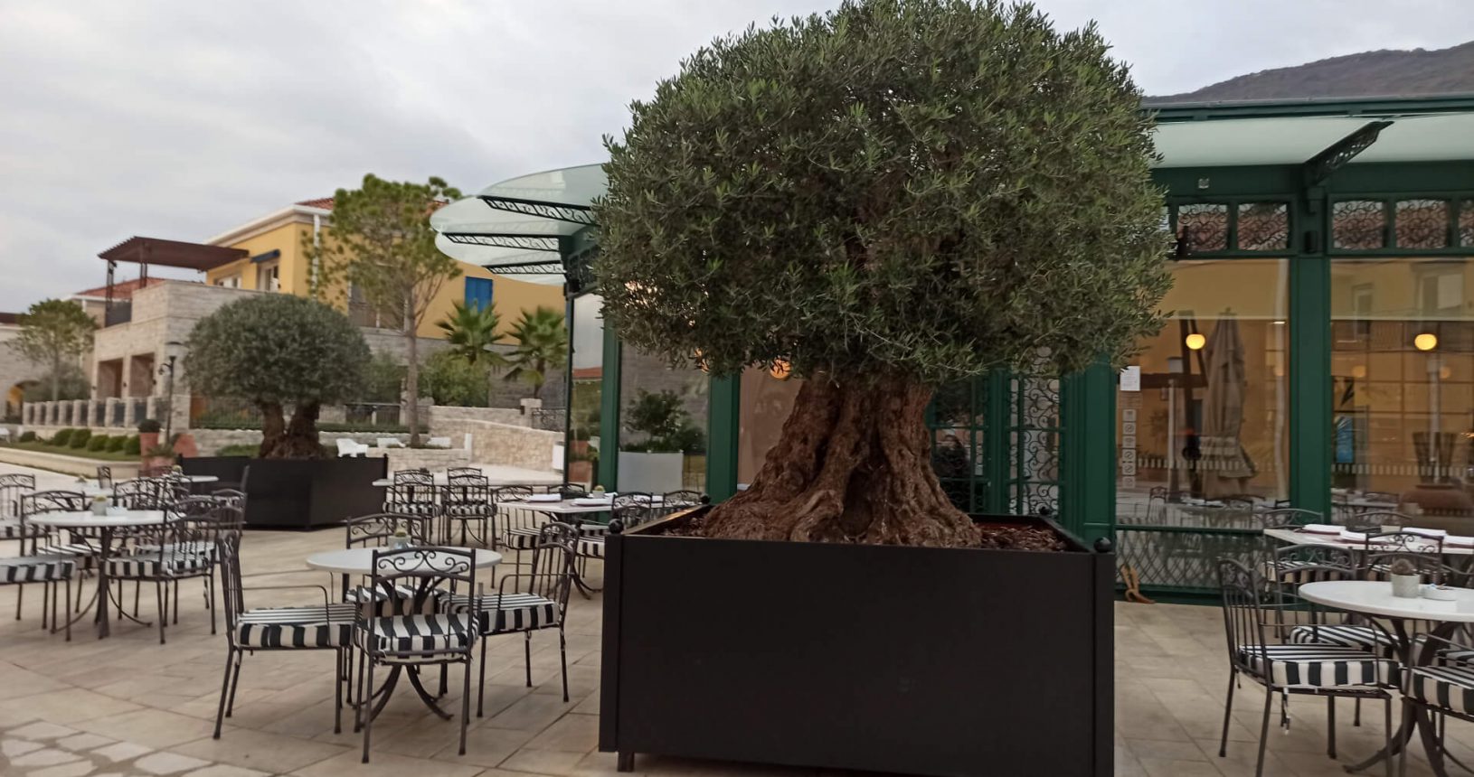 Olive tree in cafe Portonovi