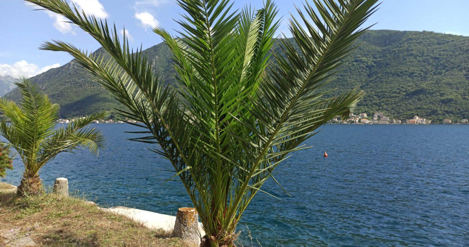 Palms in Perast