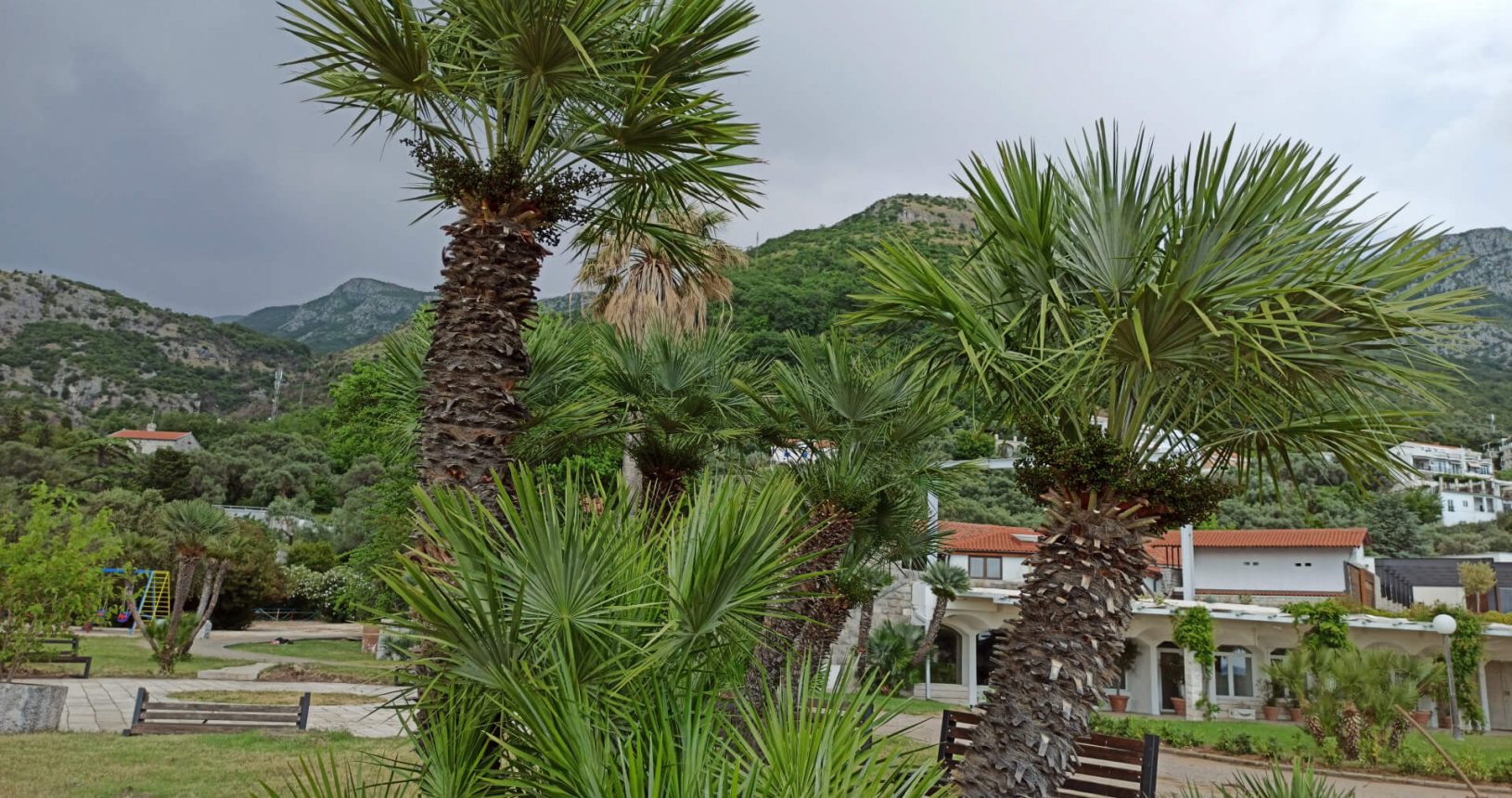 Beautiful palms in the park Sveti Stefan