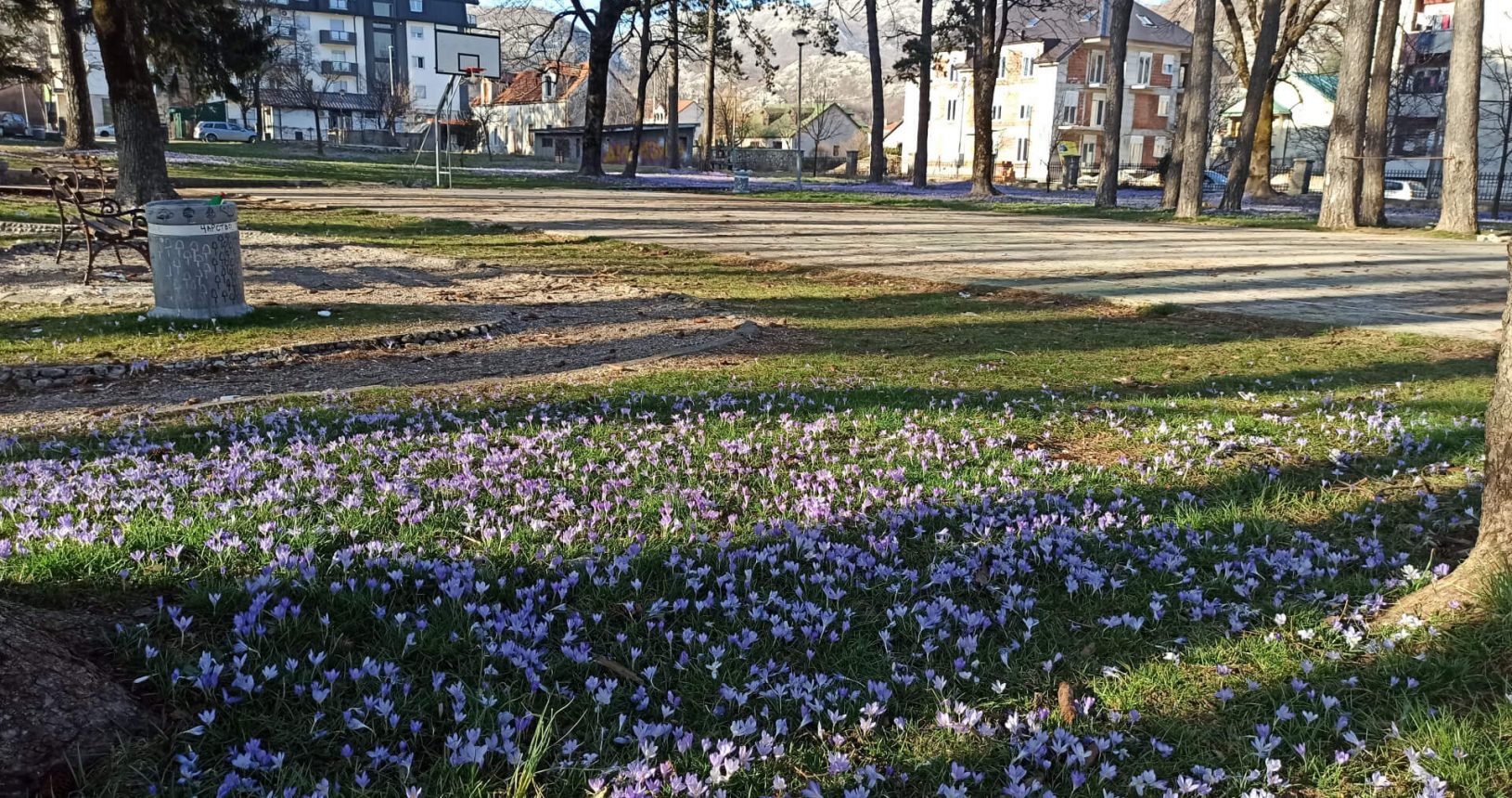 Blossoming park in Cetinje