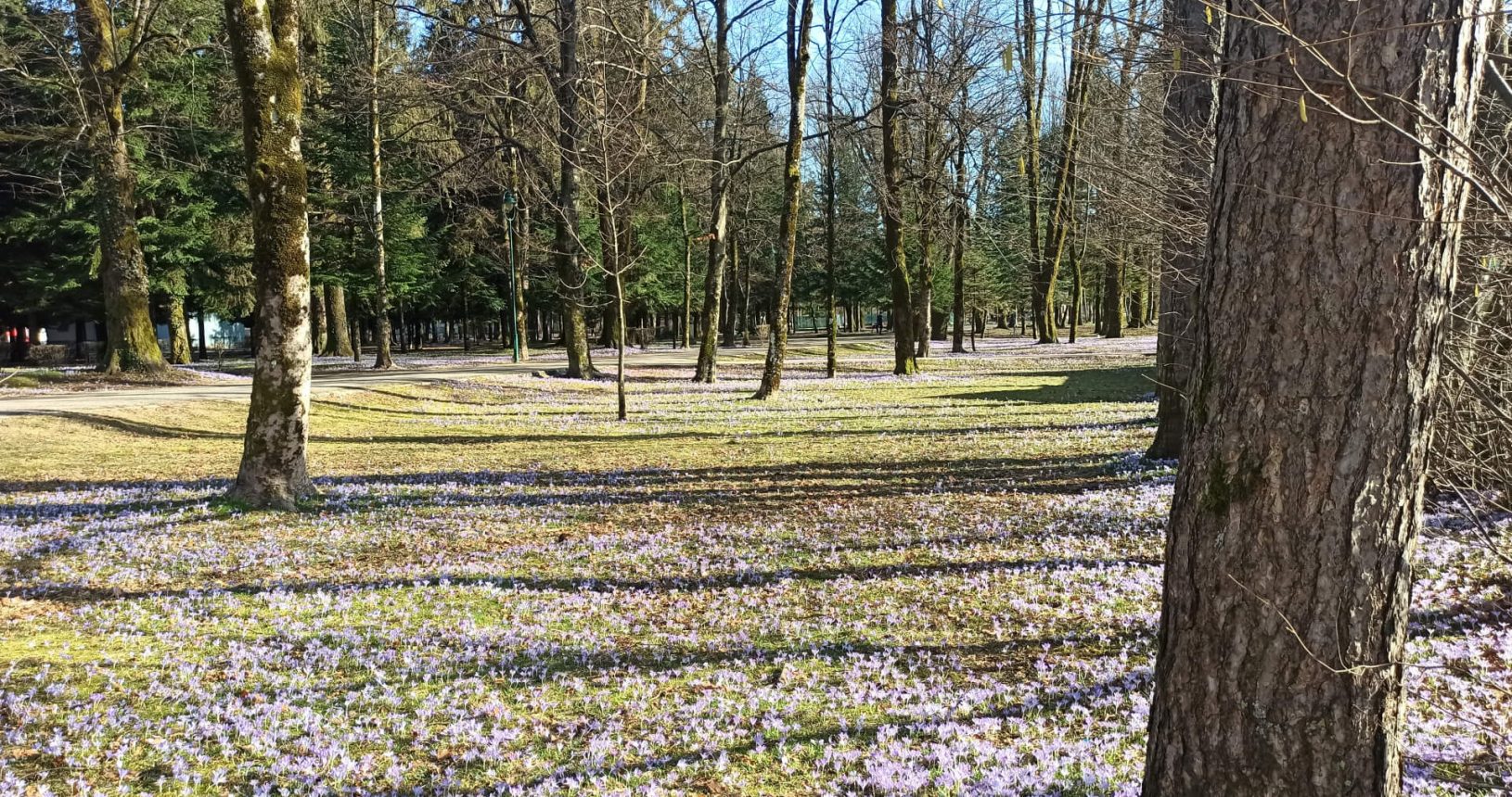 Forest with crocuses in Cetinje