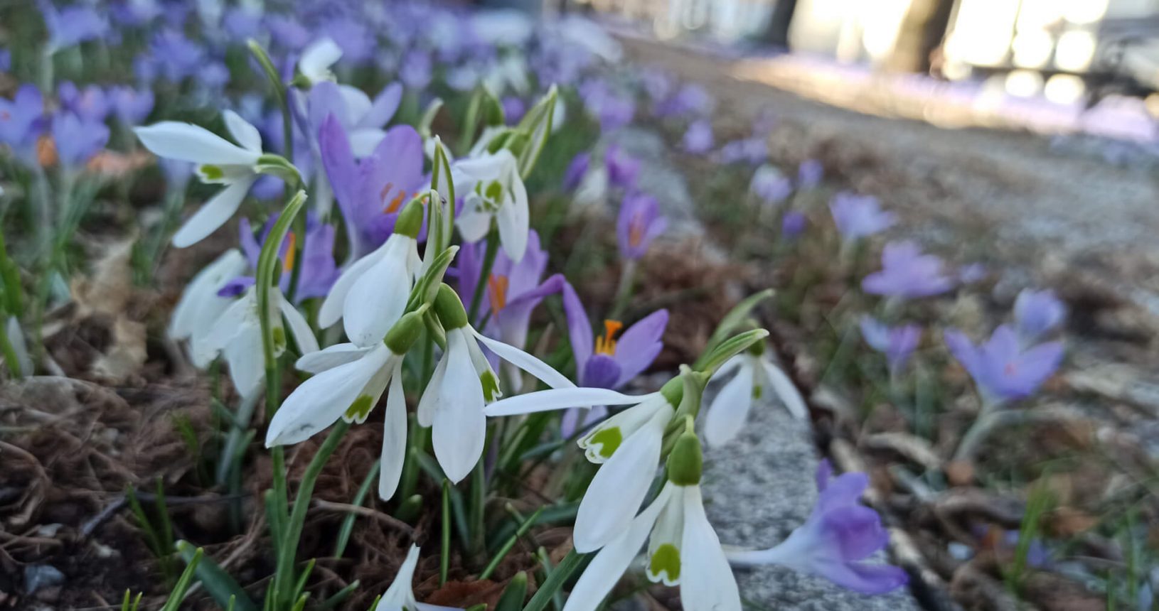 Late winter flowers in Cetinje