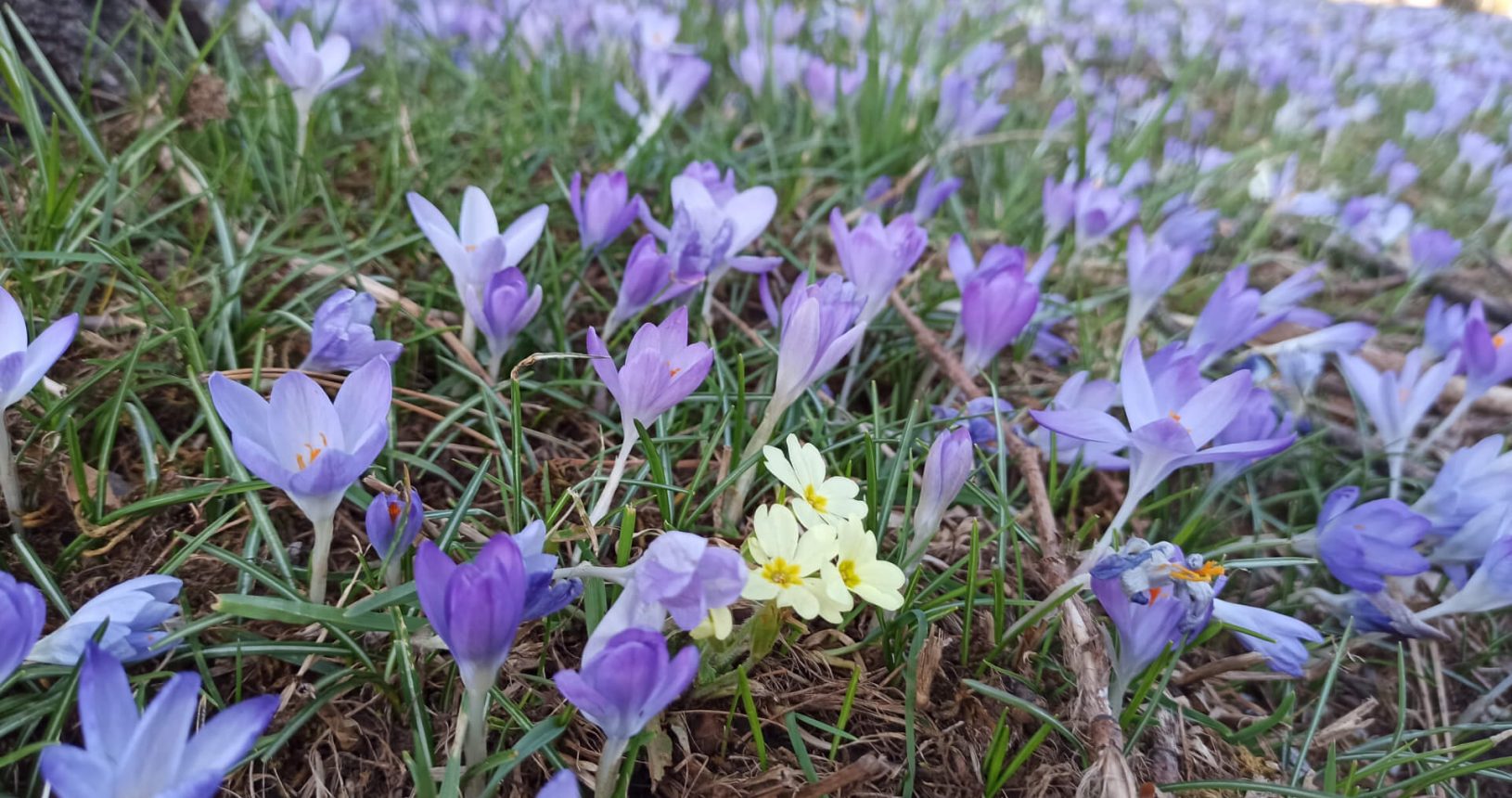 Tender flowers field in Cetinje