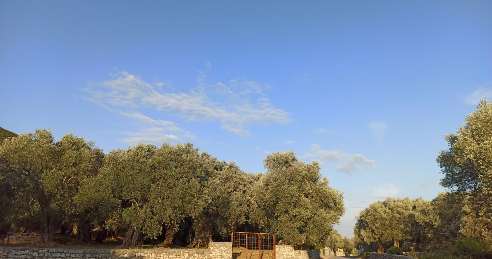 Valdanos beach. Olive grove