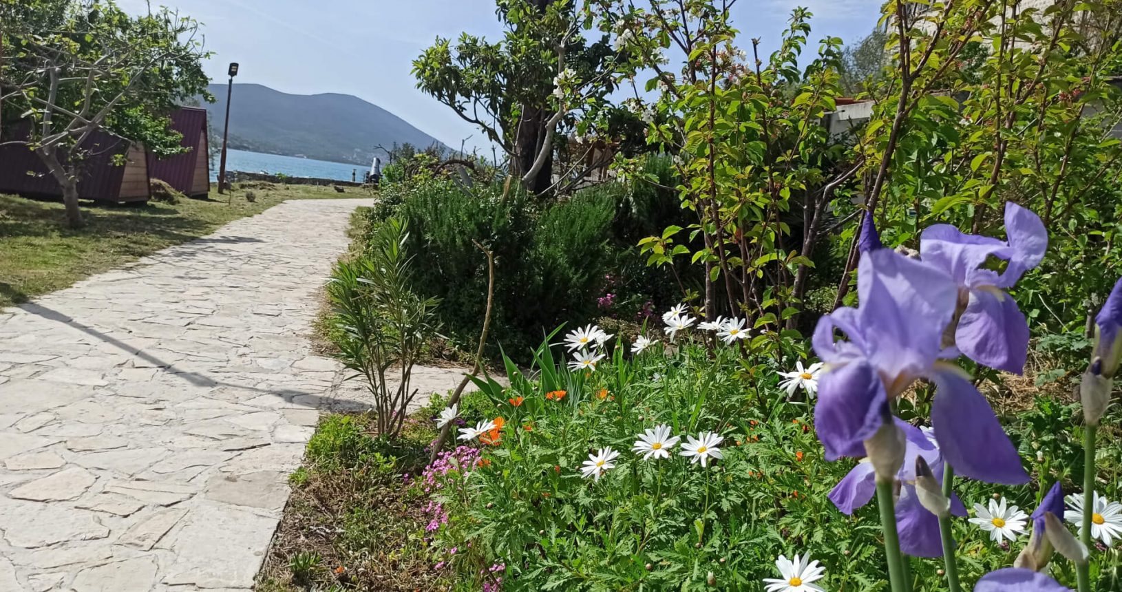 Beautiful flowers along the promenade on the island flowers