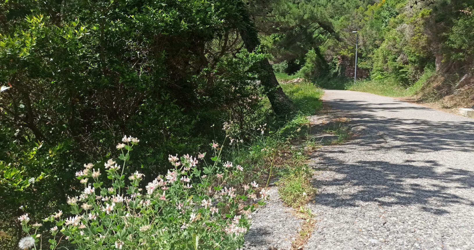 Flowers view. Walking Trail Petrovac Rezevici