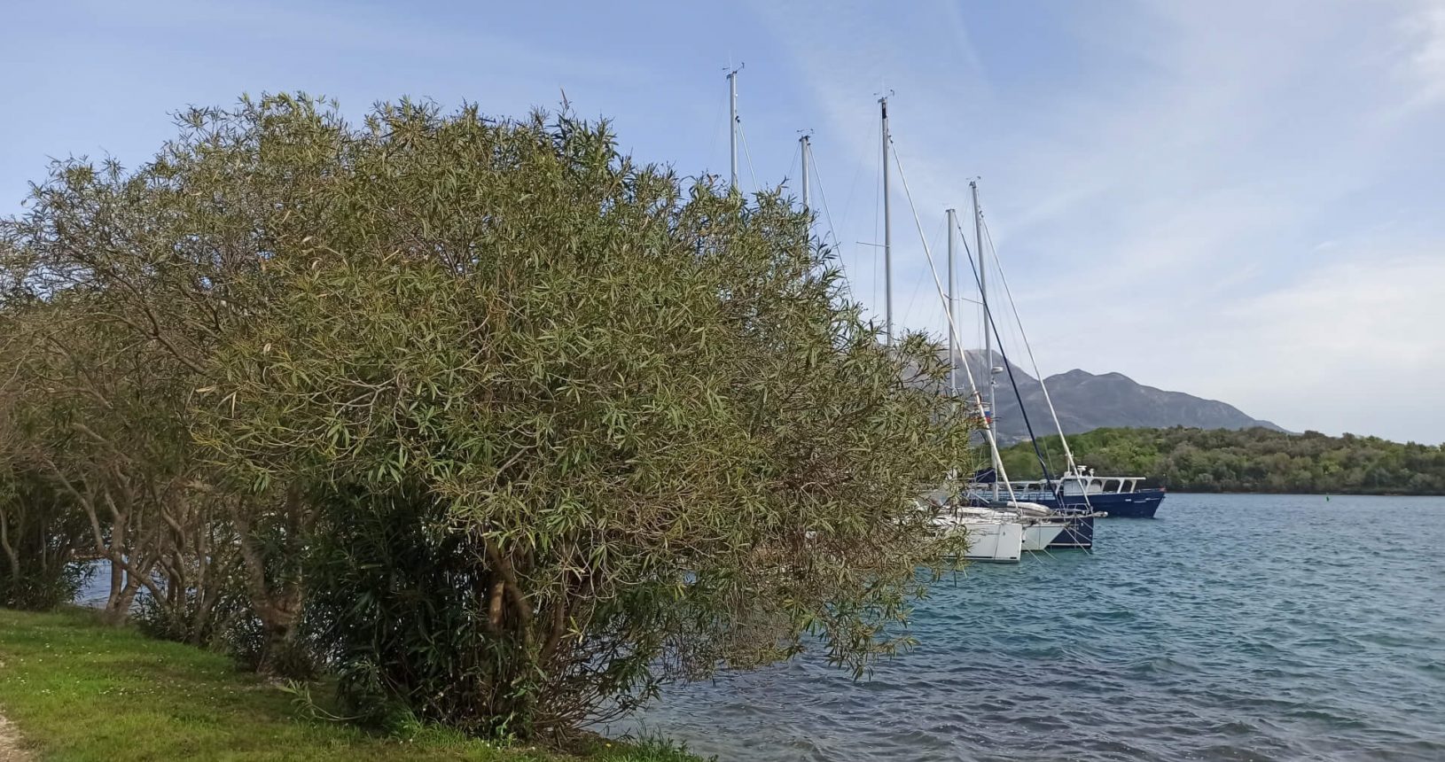 Yachts behind the trees. The island of flowers