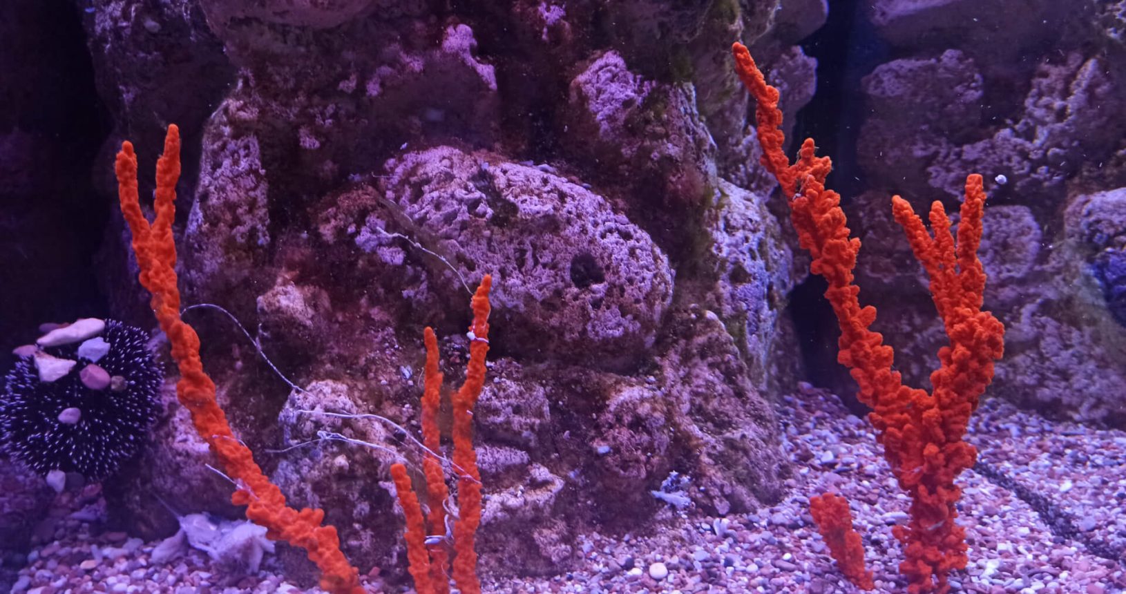 Corals.Boka Aquarium