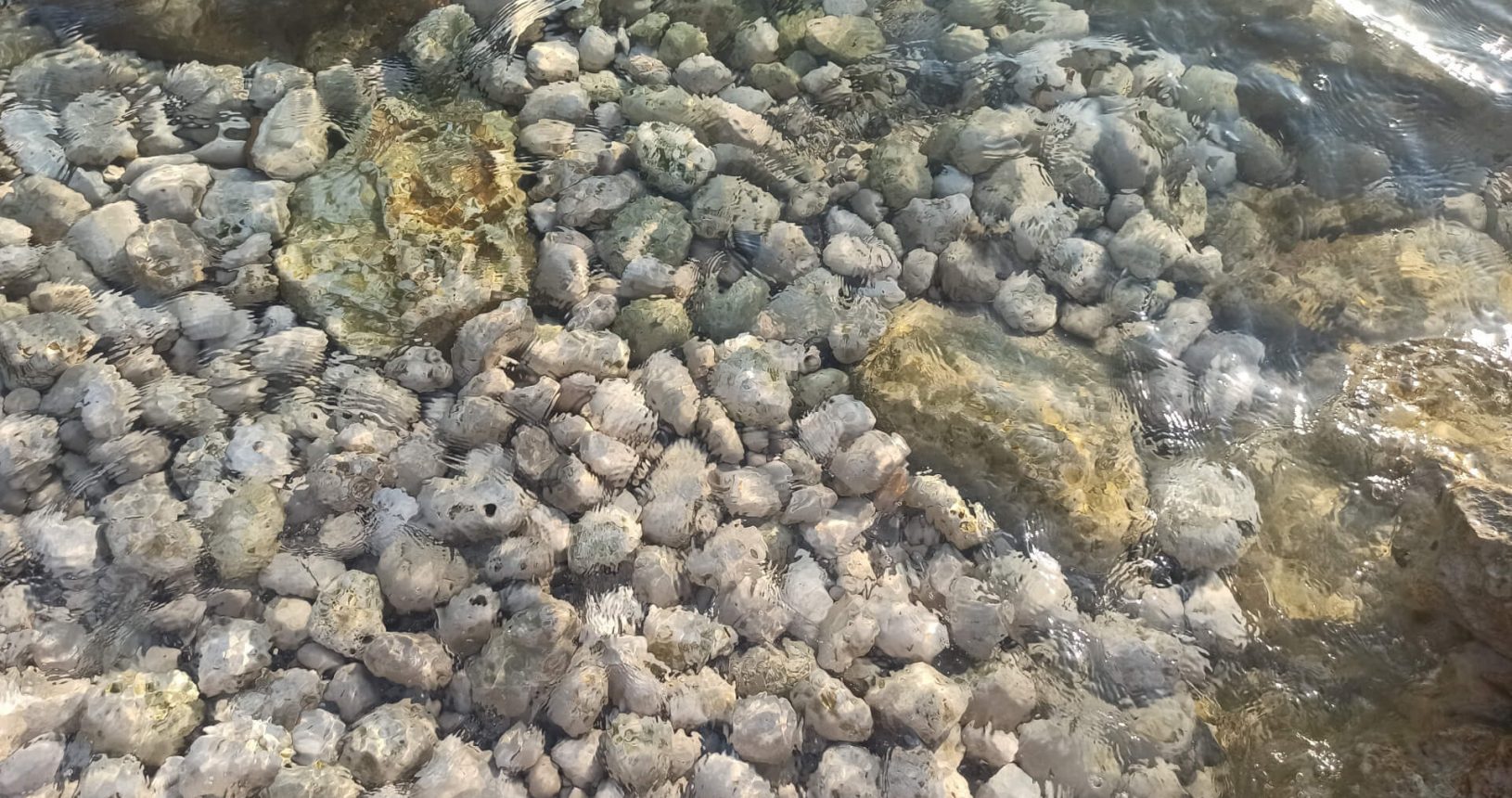Beige stones under the water at Paljuskovo beach 1627244032047