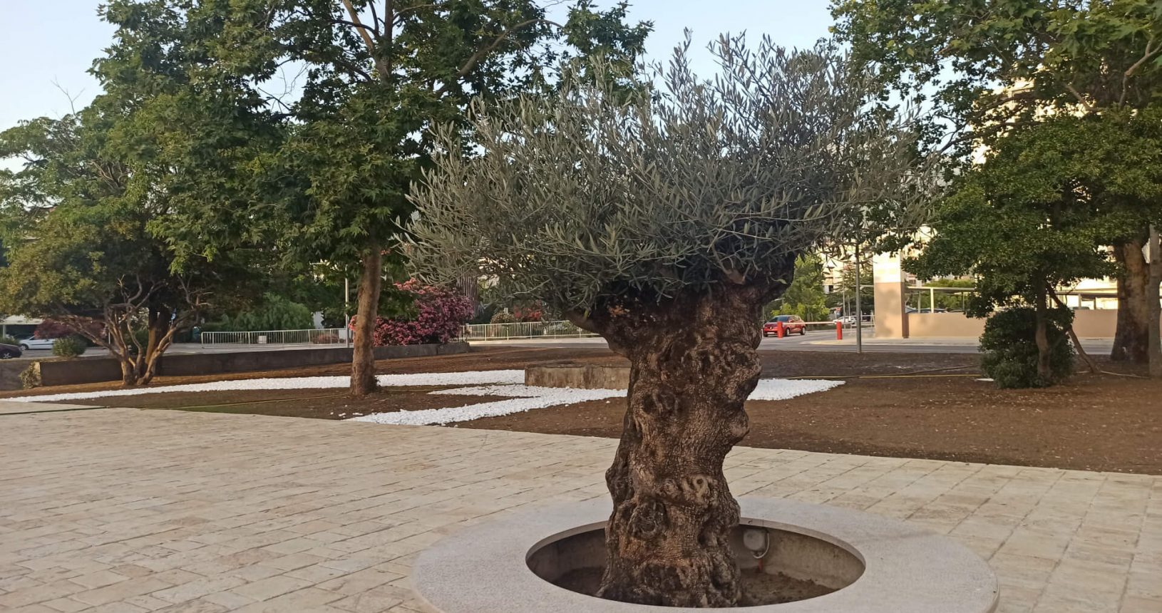 Flowerbed in a new square near fountain