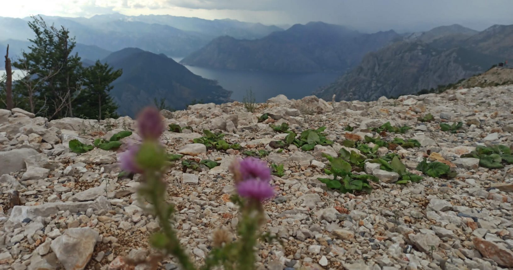 Flowers on the landscape. View point for Kotor and Tivat Bay
