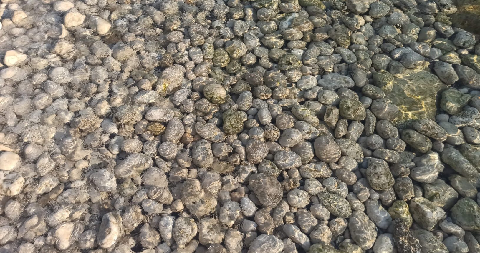 Stones as potato at Paljuskovo beach 1627244031047
