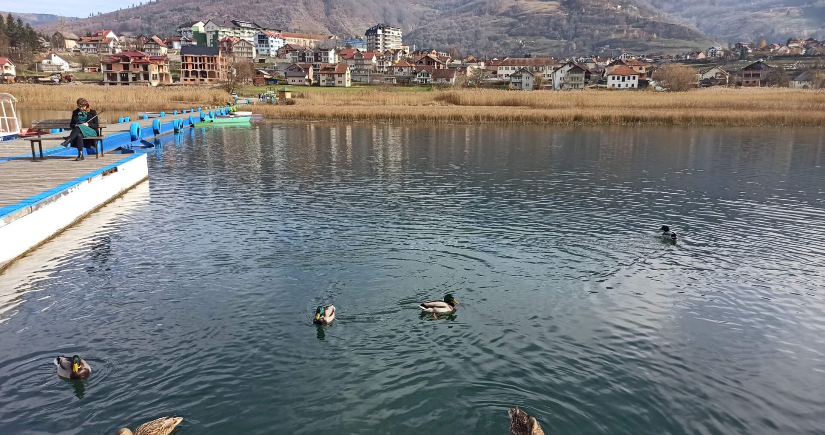 Hungry ducks at Plav lake