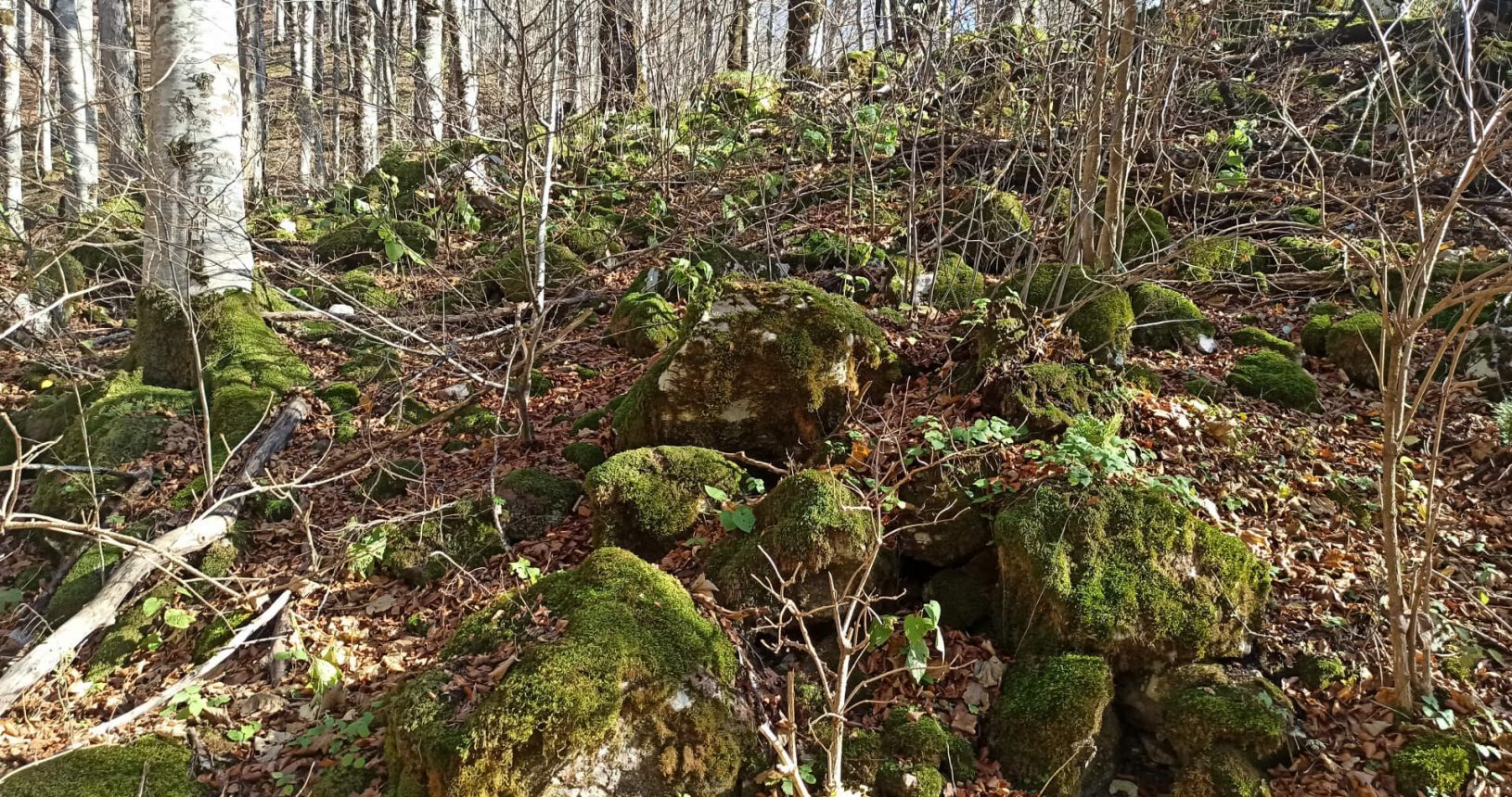 Green mystery at the National Park Biogradska Gora