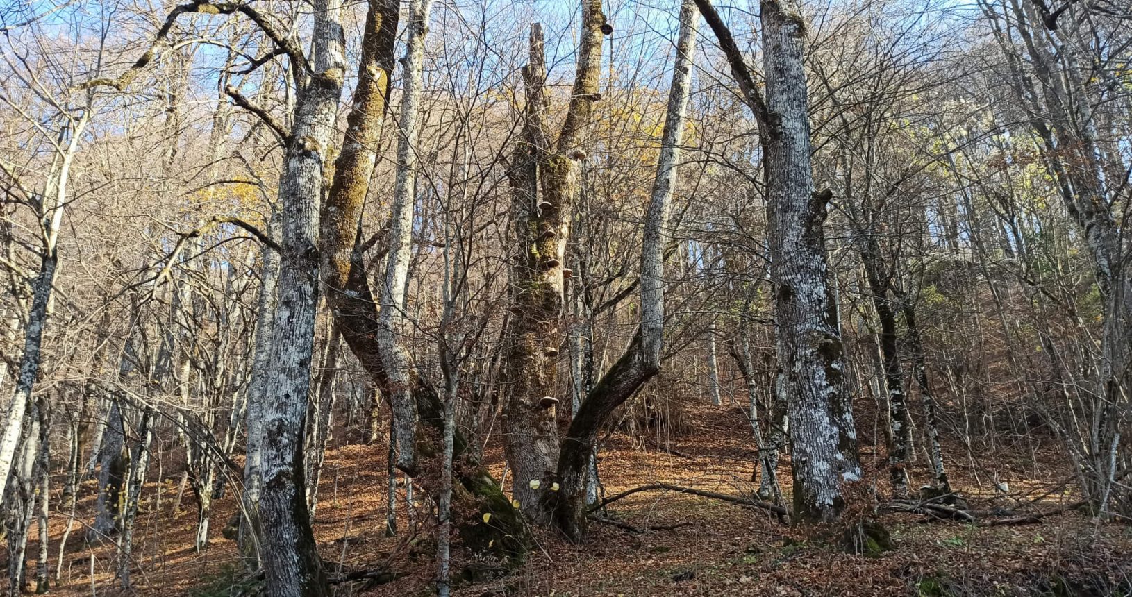 Naked trees at the forest at the National Park Biogradska Gora