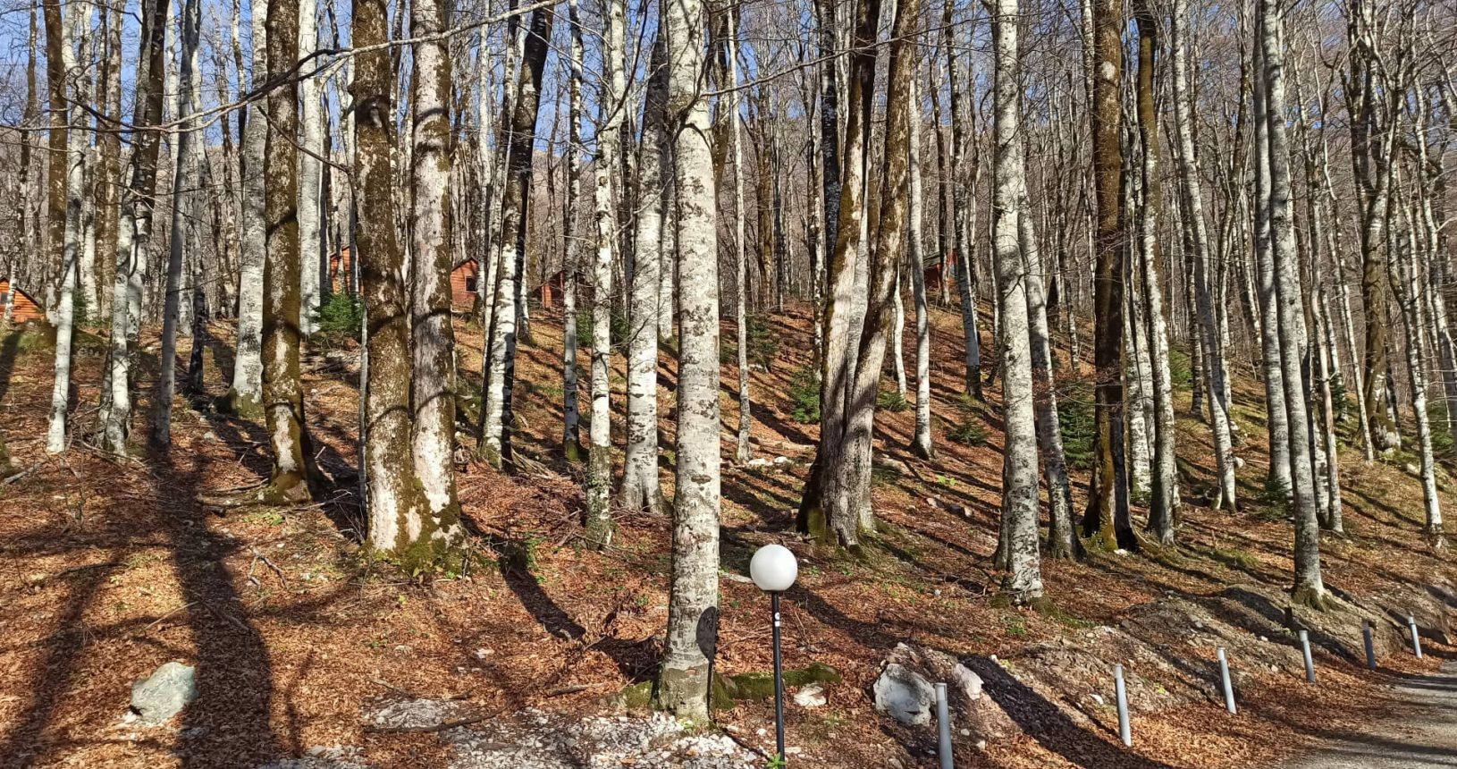National Park Biogradska Gora naked trees at the forest