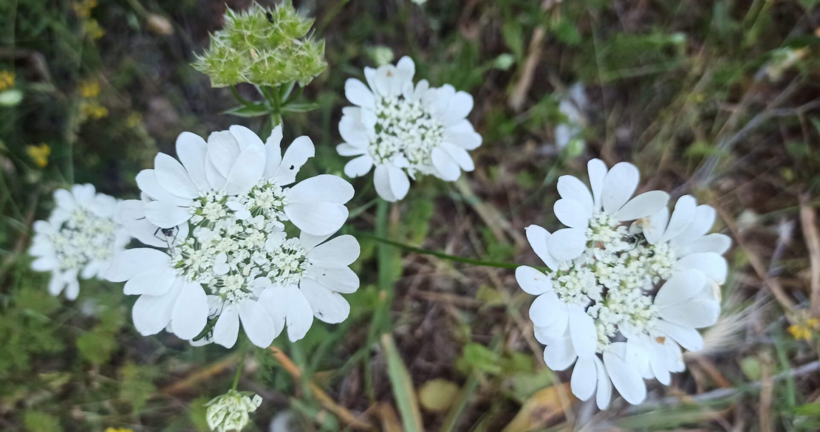 Hiking trail Luchice Buljarica tender white flowers