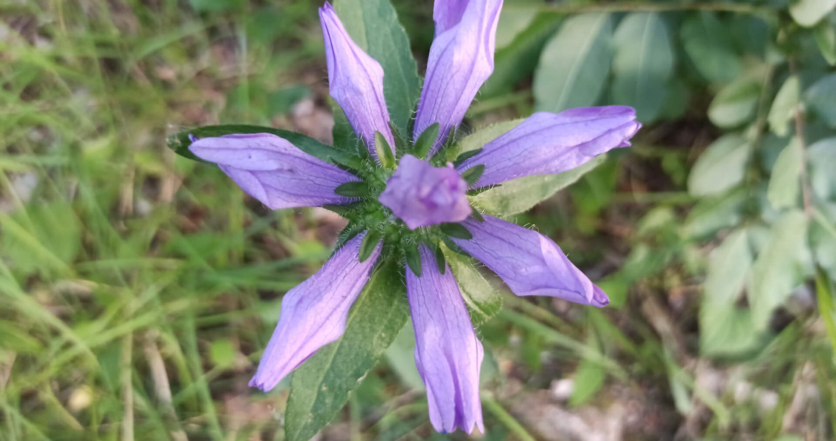 Tender purple flower at Hiking trail Luchice Buljarica