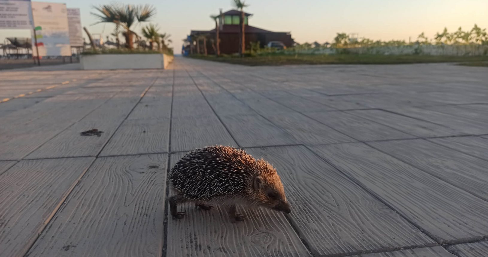 Hedgehog at Havana Beach
