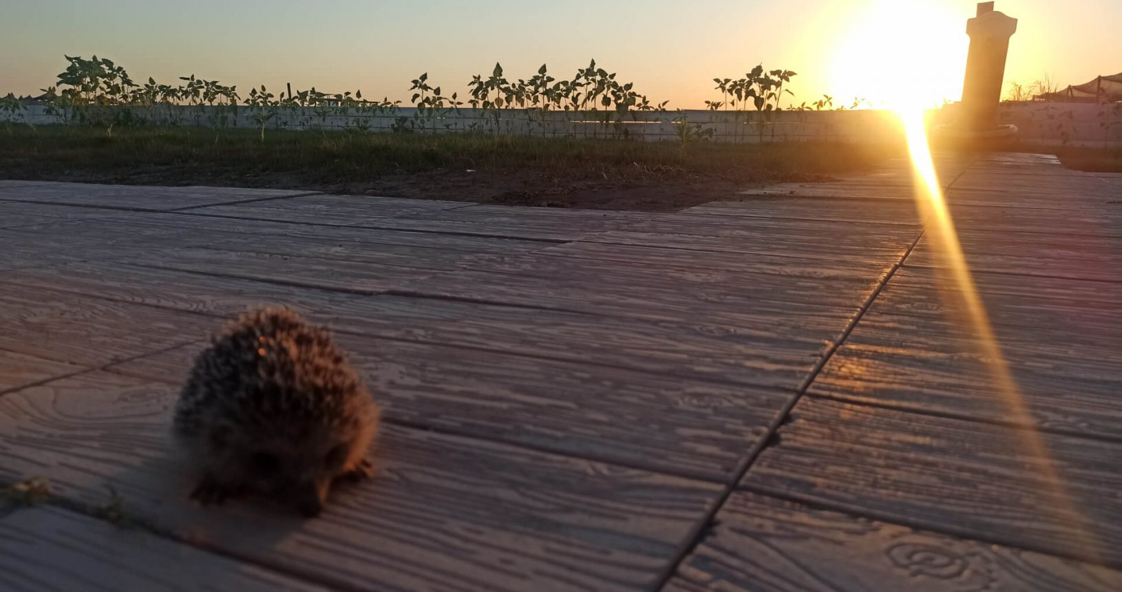 Hedgehog at sunset Havana Beach