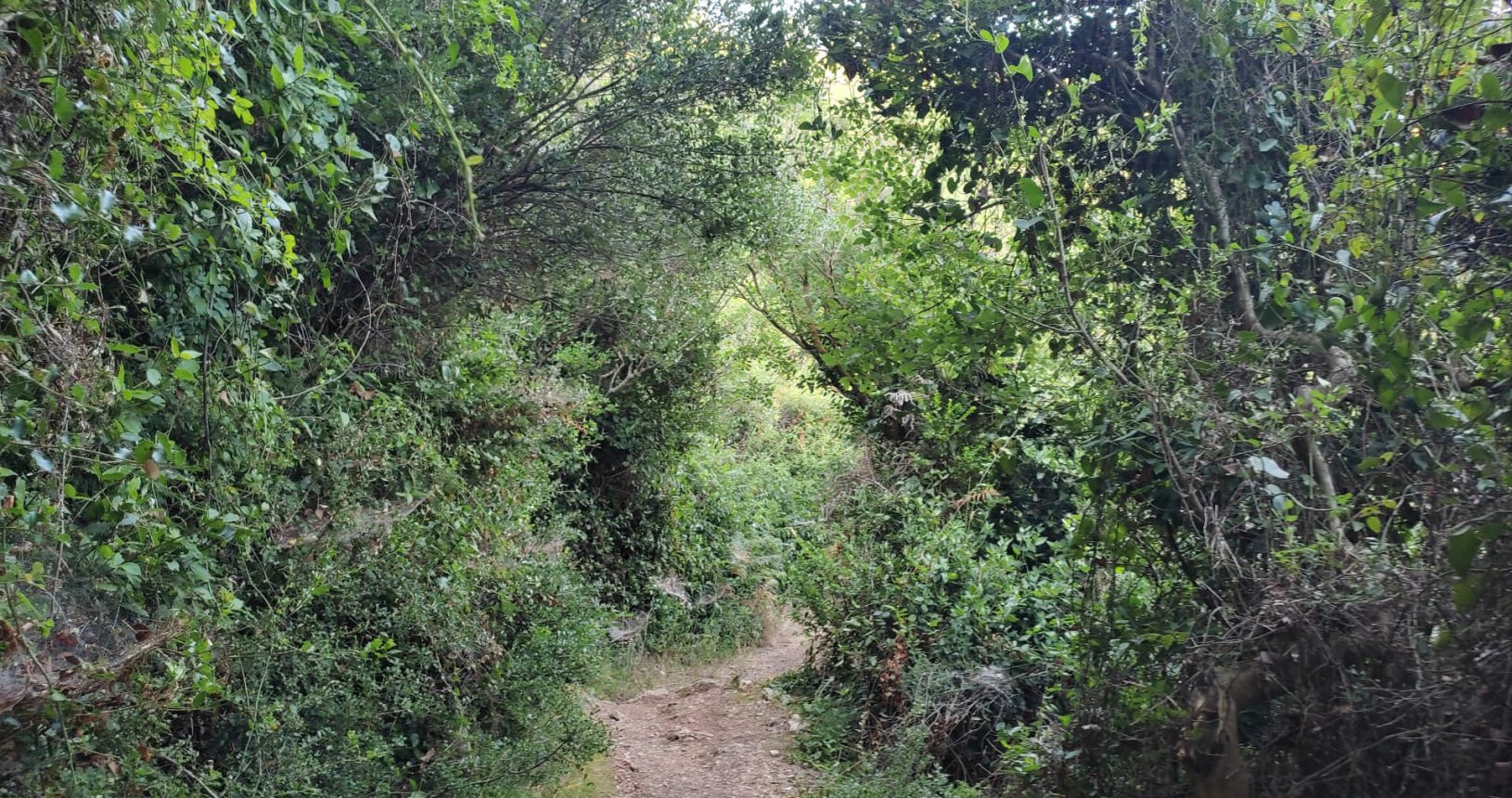 Deep forest and trees Ulcinj hiking trail
