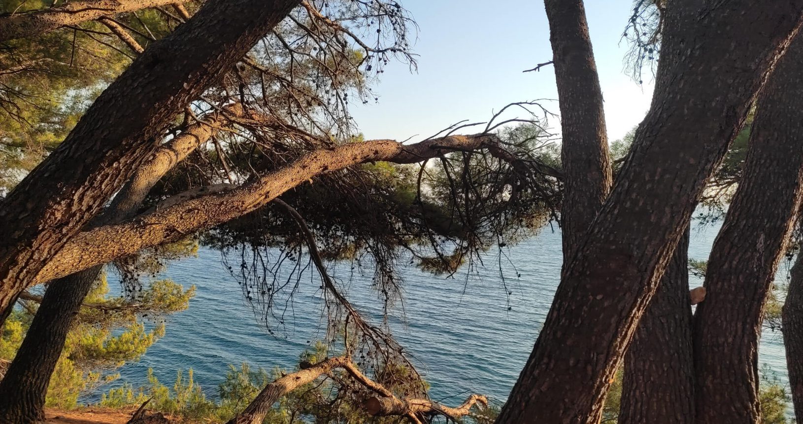 Intertwined trees at Ulcinj hiking trail