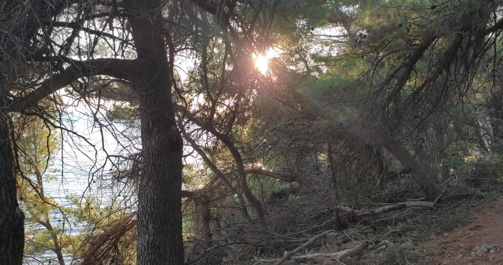 Sunlight within deep forest Ulcinj hiking trail