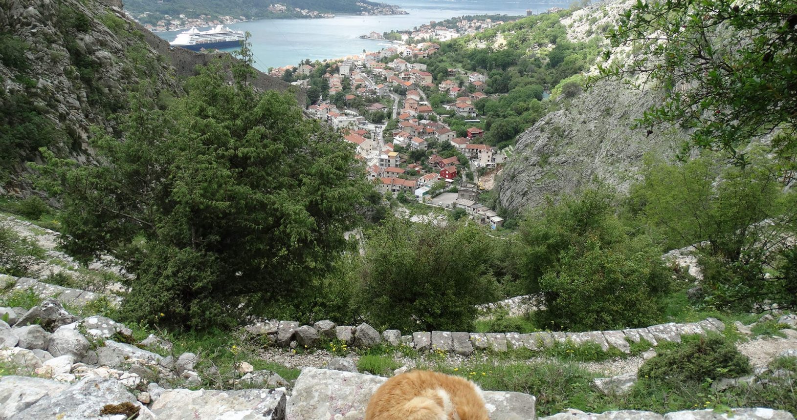 Cat with the view on the way to Kotor Fortress