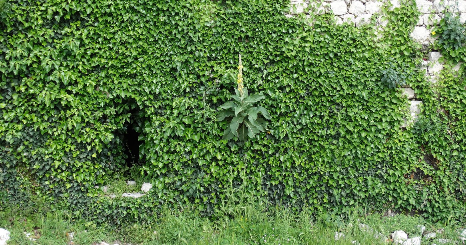 Kotor Fortress green wall