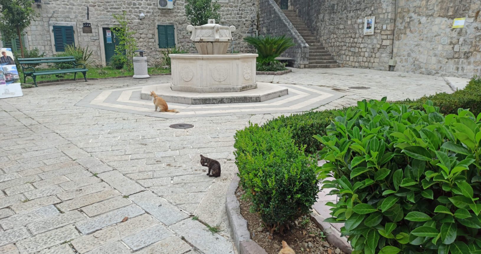 Old Town of Kotor the town of cats