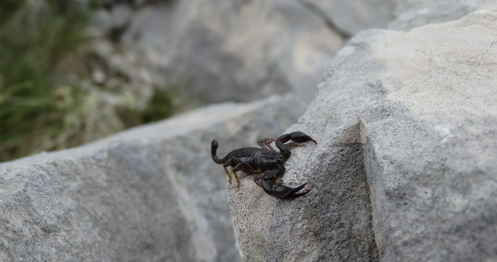 Scorpion in Lovcen National Park
