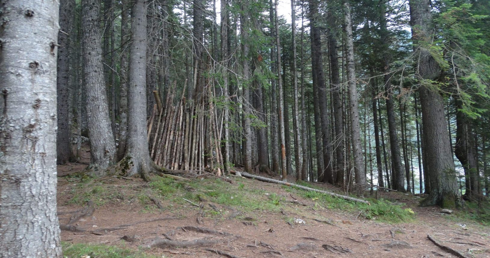 Exploring forests in National Park Durmitor