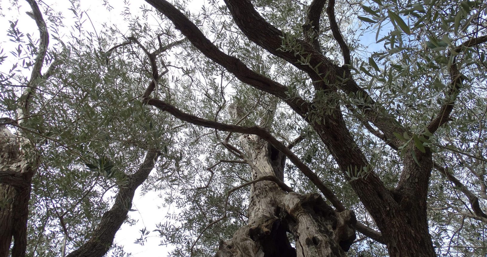 Huge winding branches of Old Olive Tree