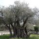 Old Olive Tree