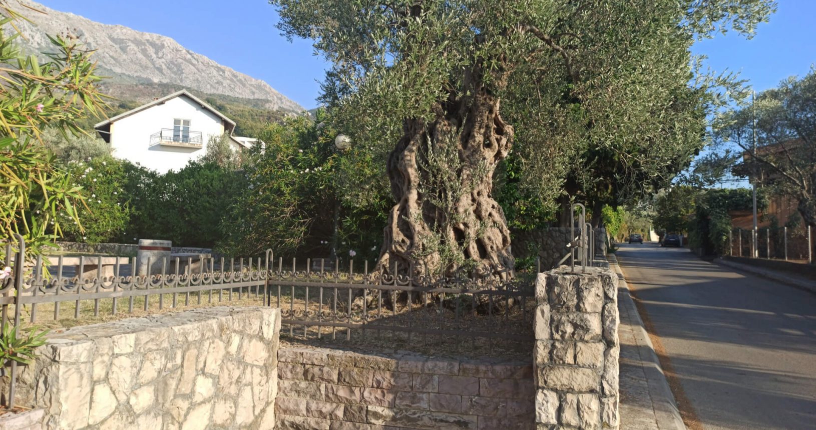 Other olive trees near Old Olive Tree