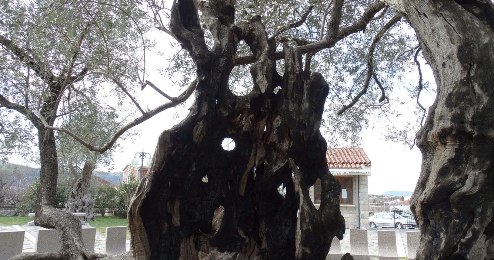 Some branches of Old Olive Tree are dead