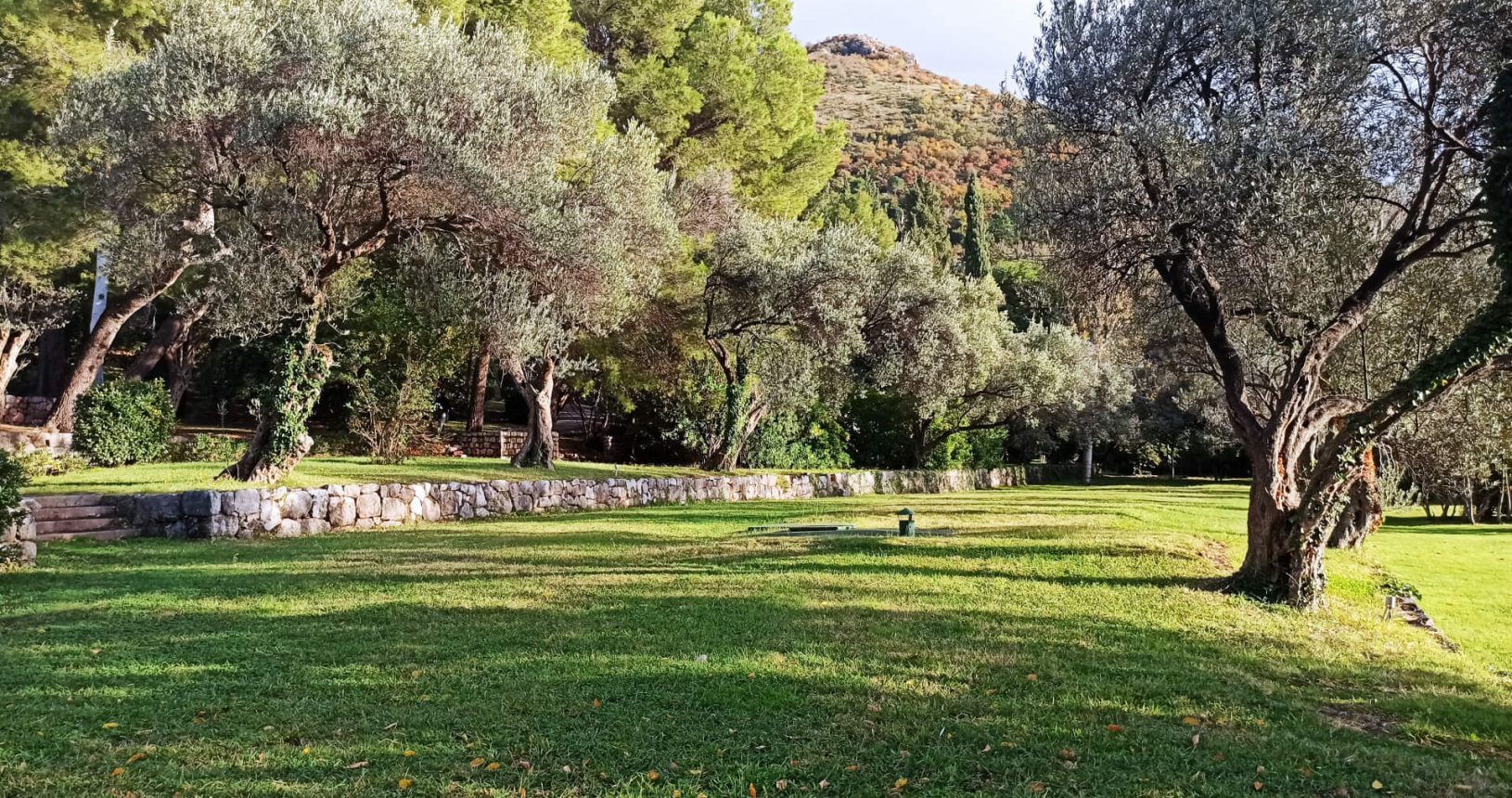 Olive trees in the Park Milocer