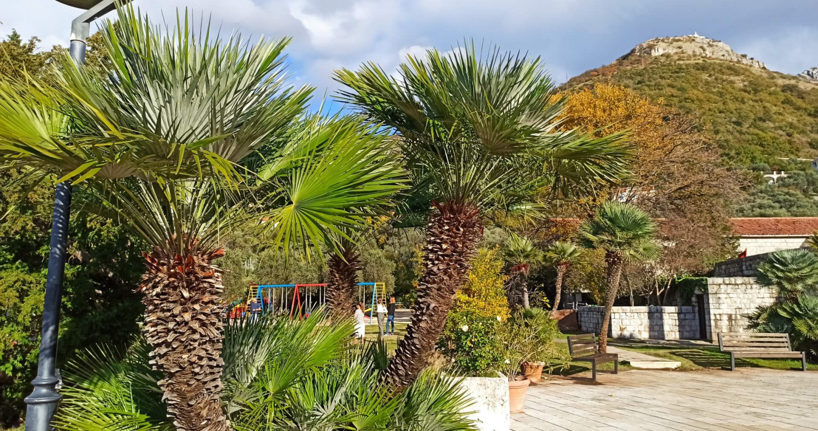 Palms in the park Sveti Stefan