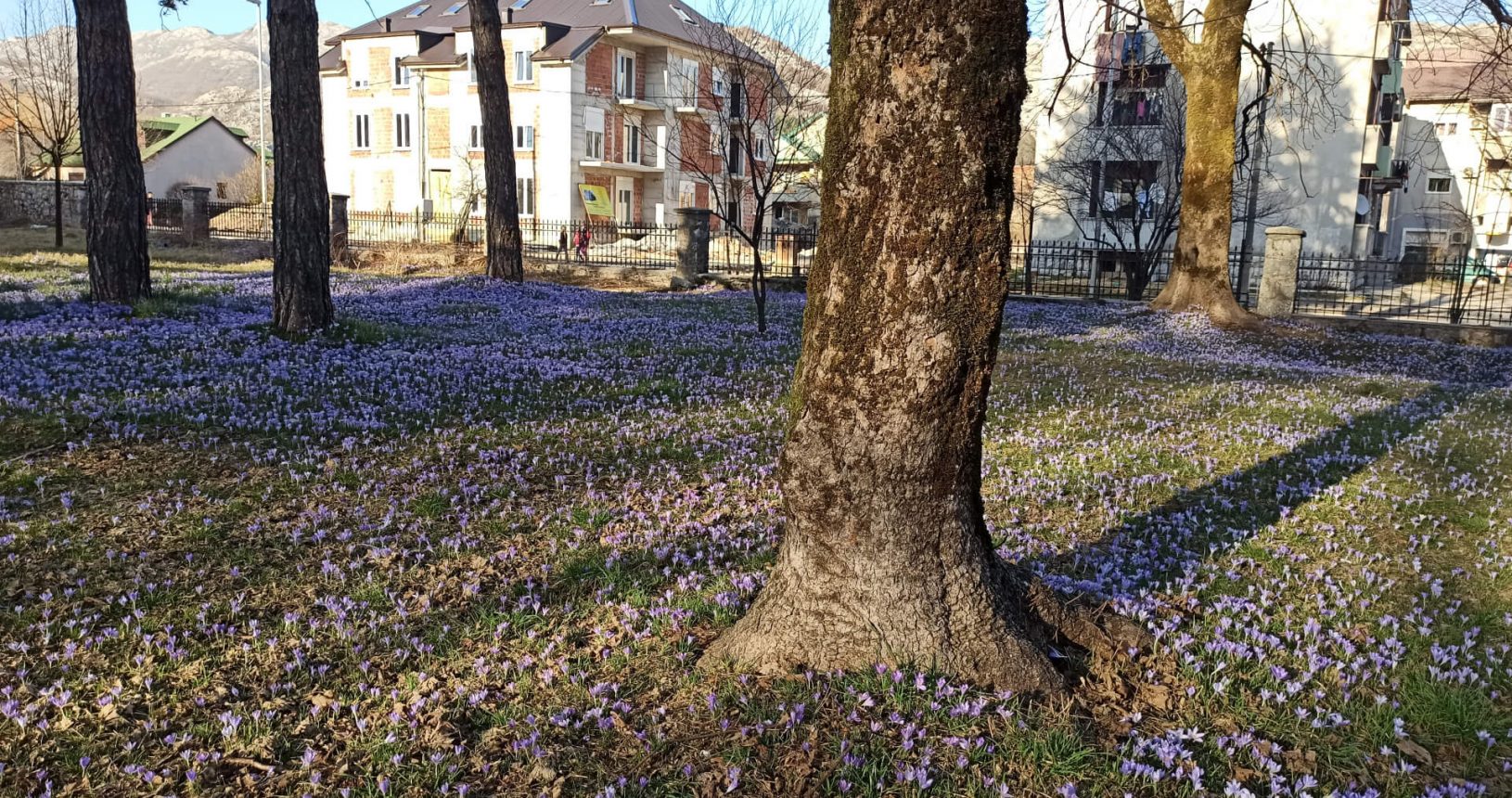 Crocuses and late winter flowers in the park