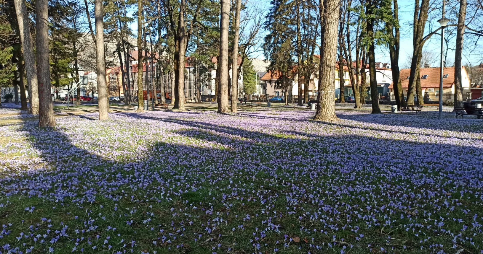 Crocuses and snowdrops in the park in Cetinje