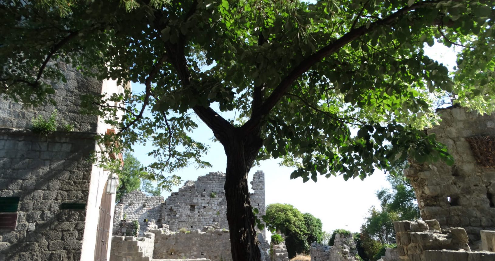 Old Bar. Ancient city tree