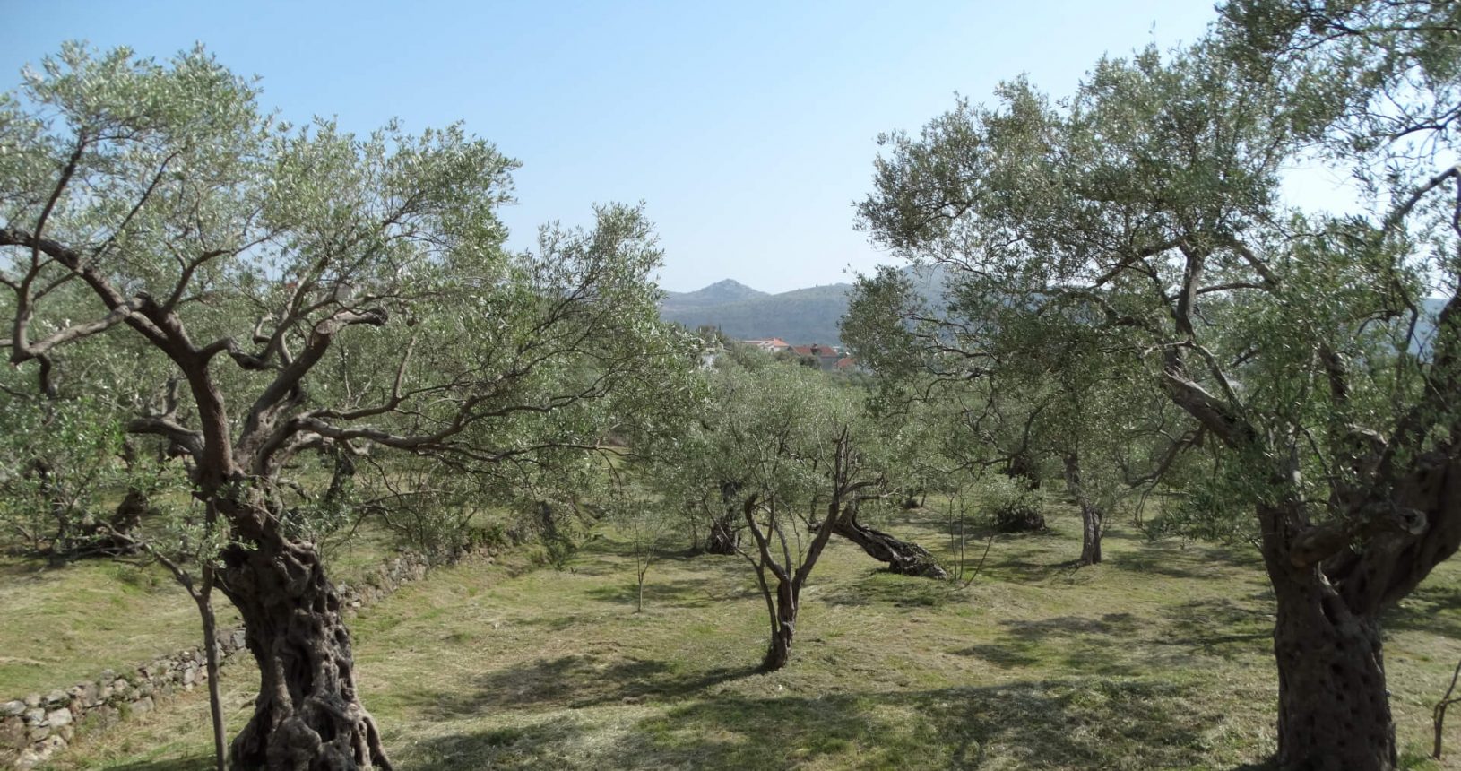 Olive plantation on the way to Old Bar